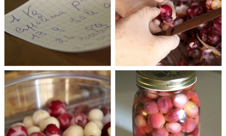 Photo of Eingelegte Zwiebeln