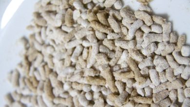 Photo of Hausgemachte Dinkelnudeln