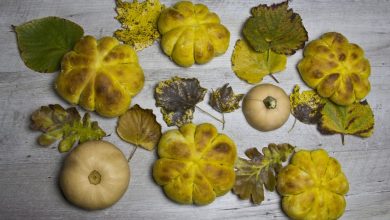 Photo of KÜRBIS-SANDWICHES in Form von Halloween-Kürbissen