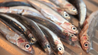 Photo of SARDELLEN: So reinigen Sie sie in wenigen Sekunden perfekt